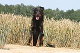 BEAUCERON 011